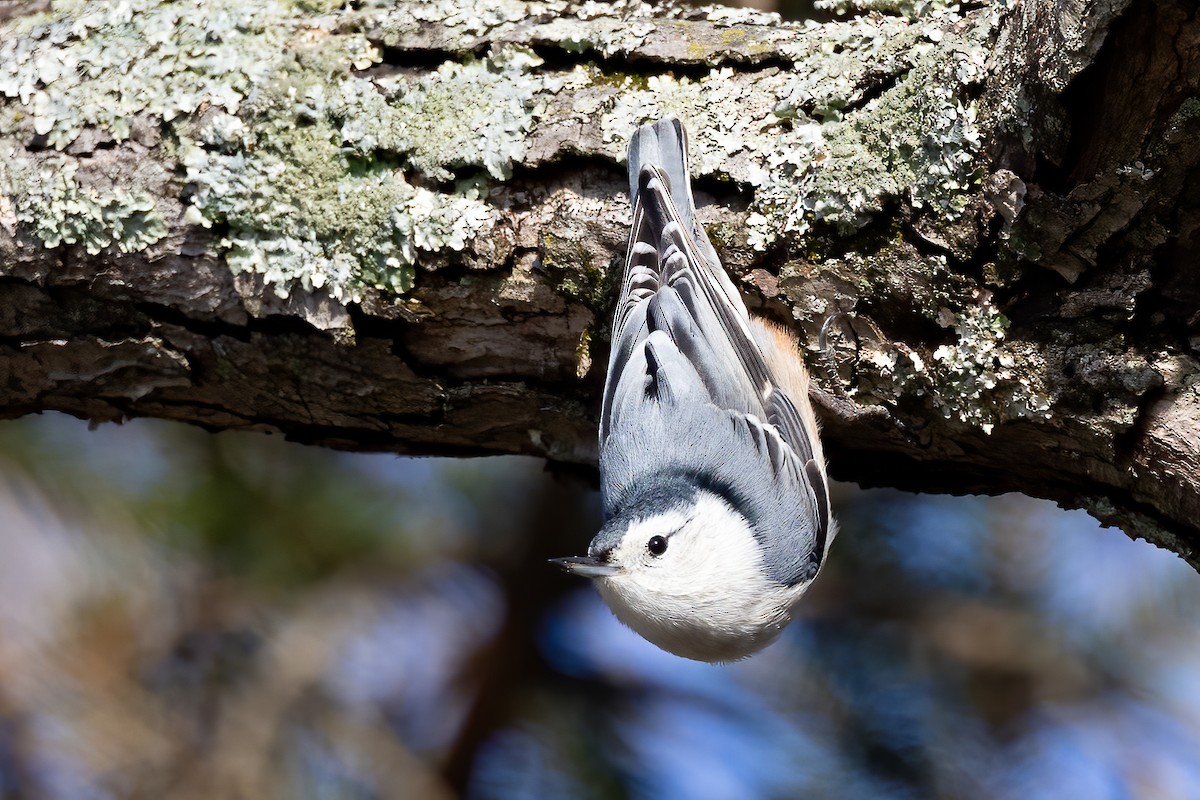White-breasted Nuthatch - Chris S. Wood