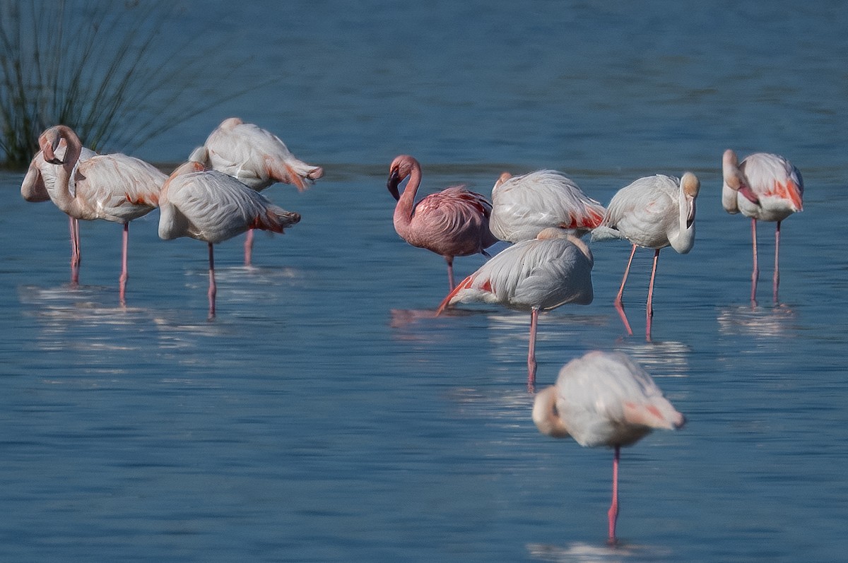 Lesser Flamingo - Manuel Carrascosa