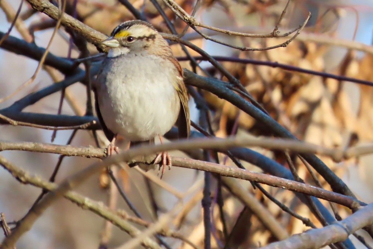 White-throated Sparrow - ML612417906