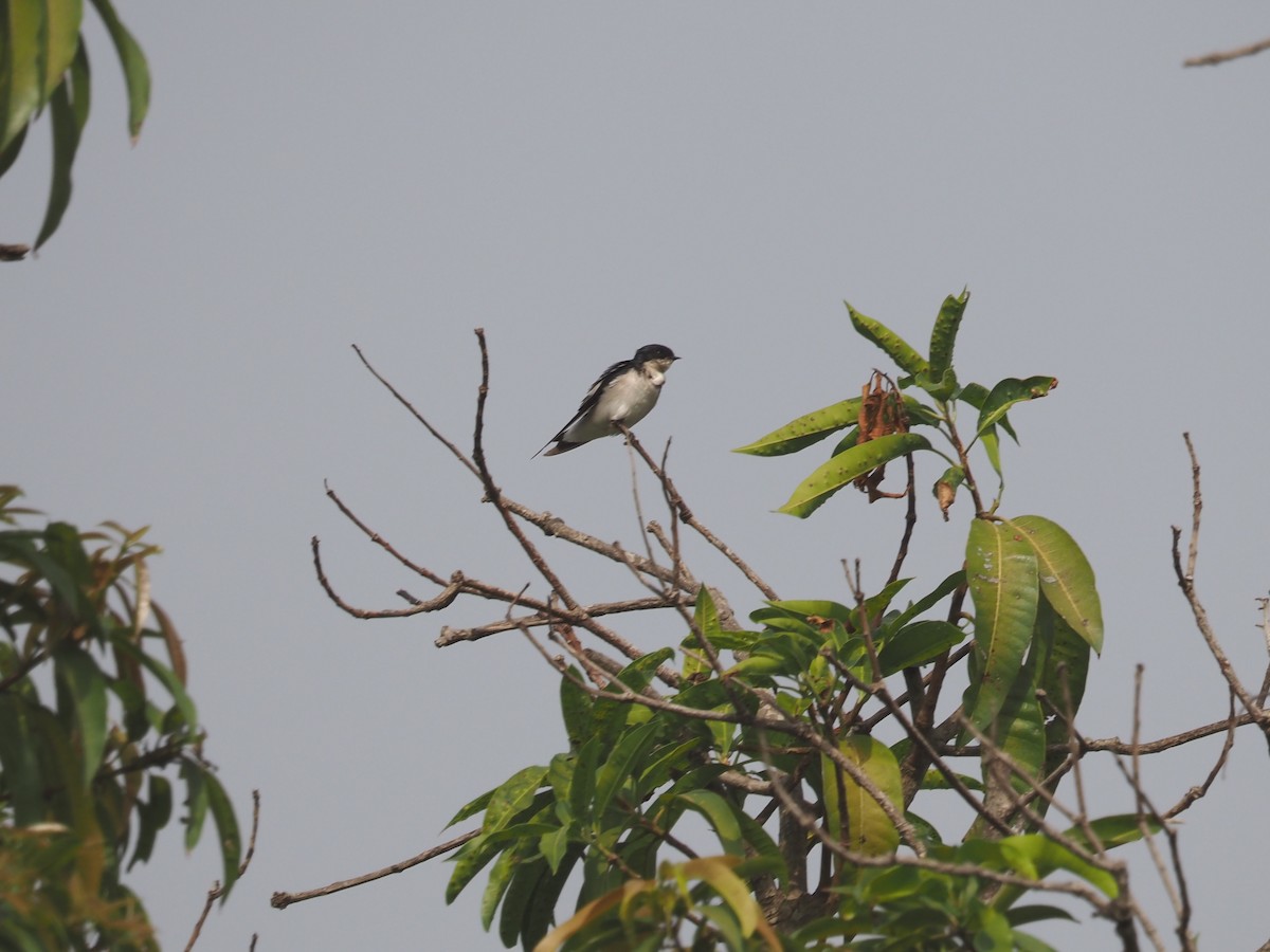 Pied-winged Swallow - ML612417960