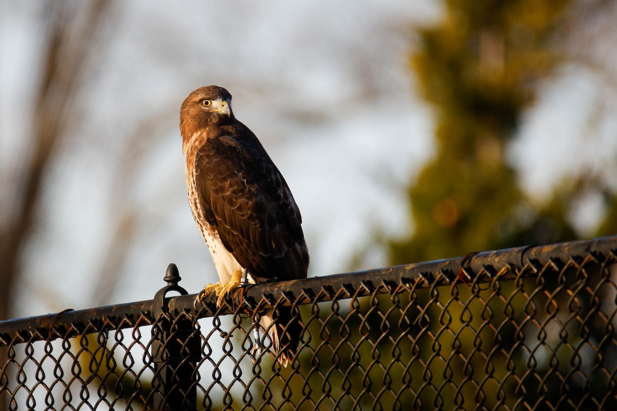 Red-tailed Hawk - ML612418008