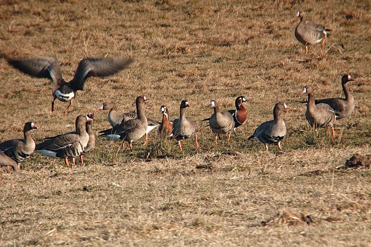 Red-breasted Goose - ML612418023