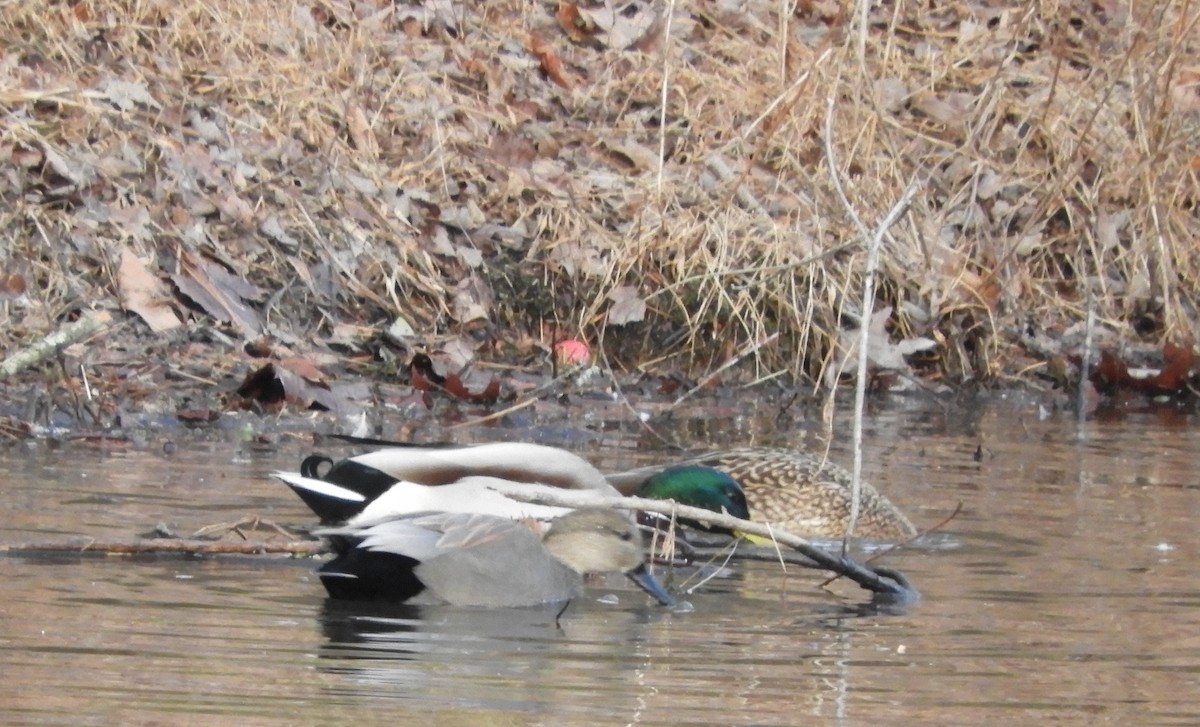 Ebird Checklist 19 Dec 2023 Lake Fairfax Park 38 Species 1 Other Taxa 0754