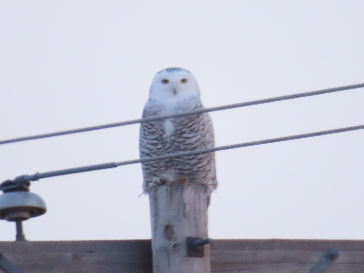 Snowy Owl - ML612418254