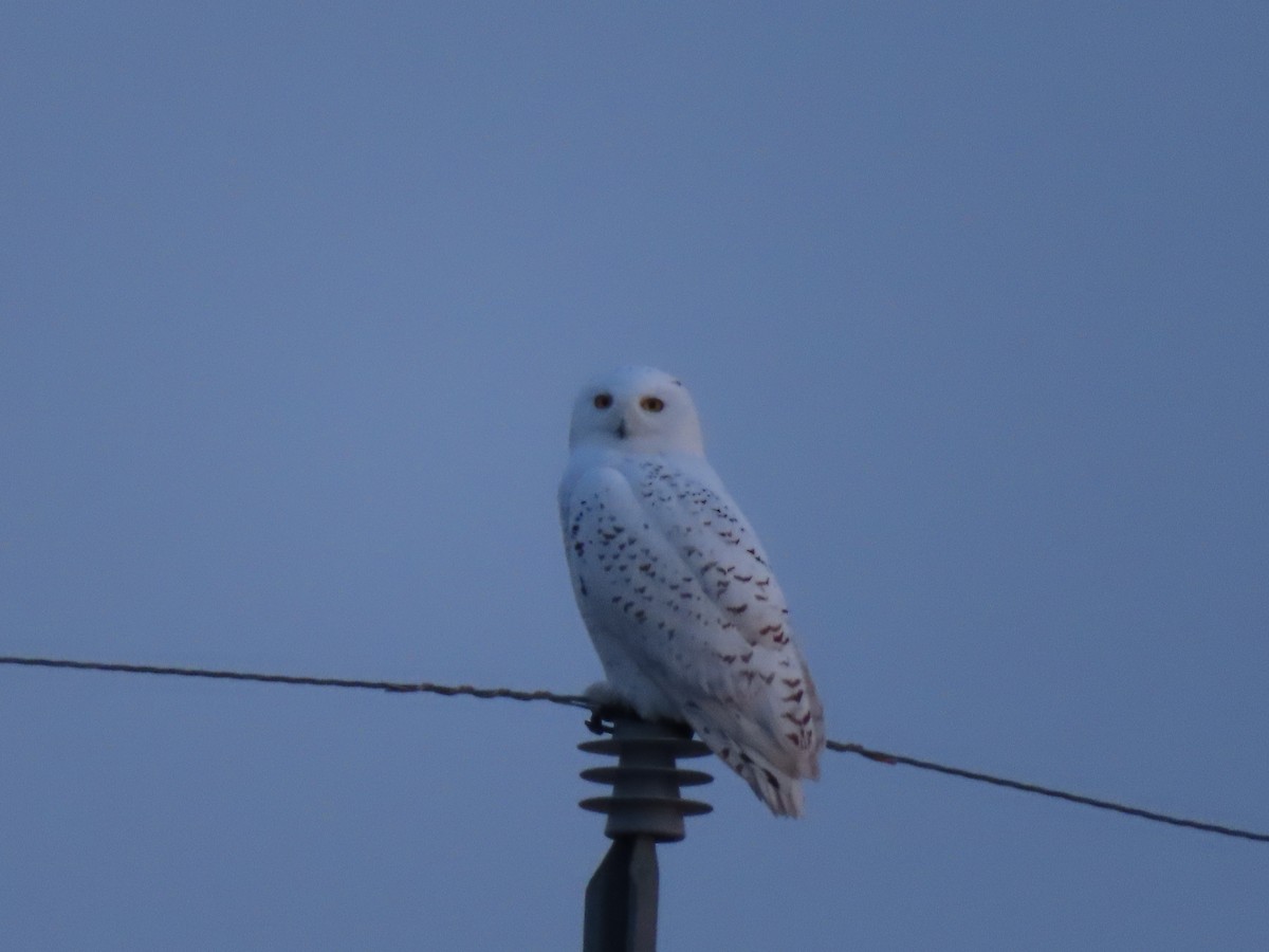 Snowy Owl - ML612418330