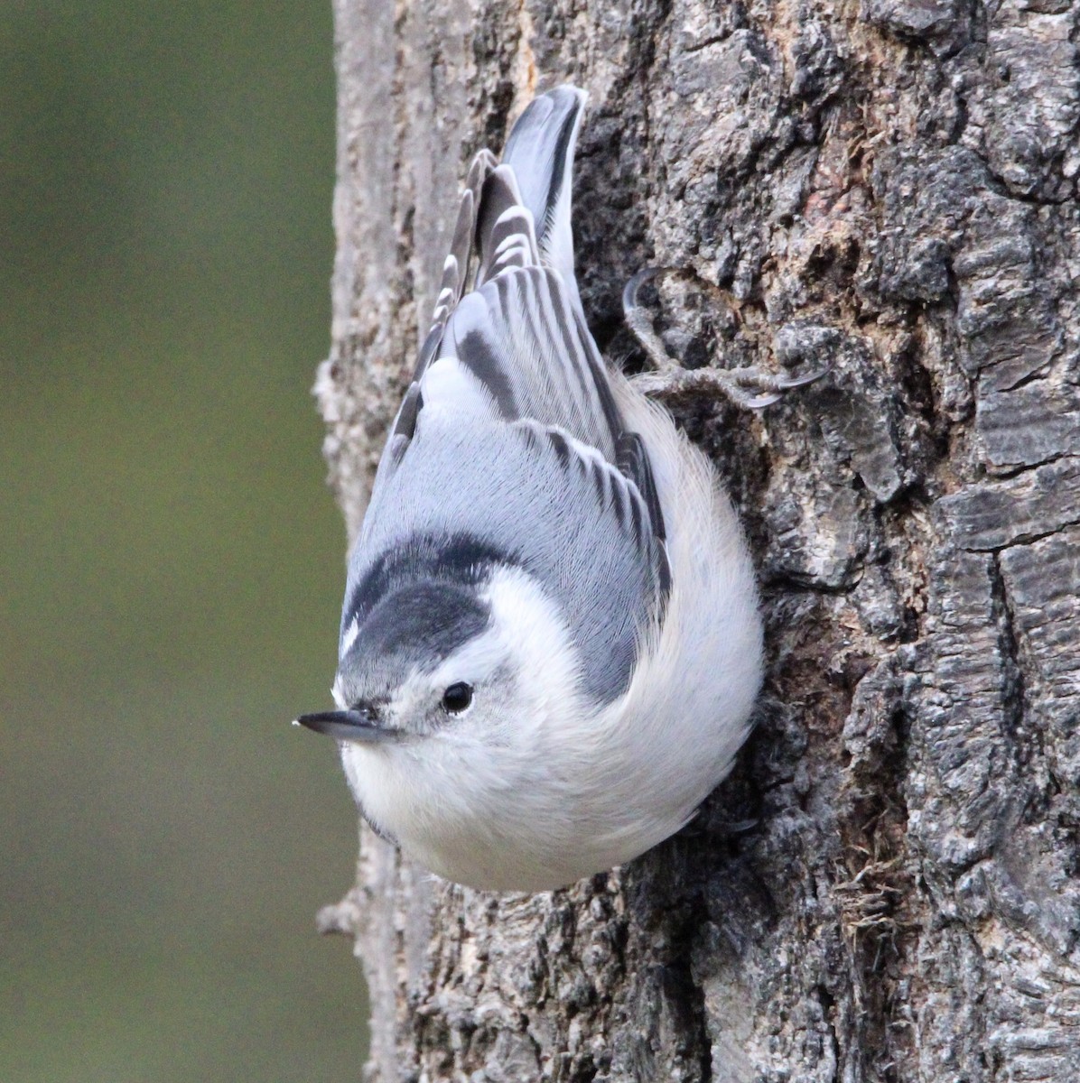 White-breasted Nuthatch - ML612418548