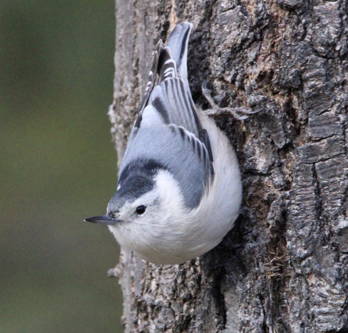 White-breasted Nuthatch - ML612418549