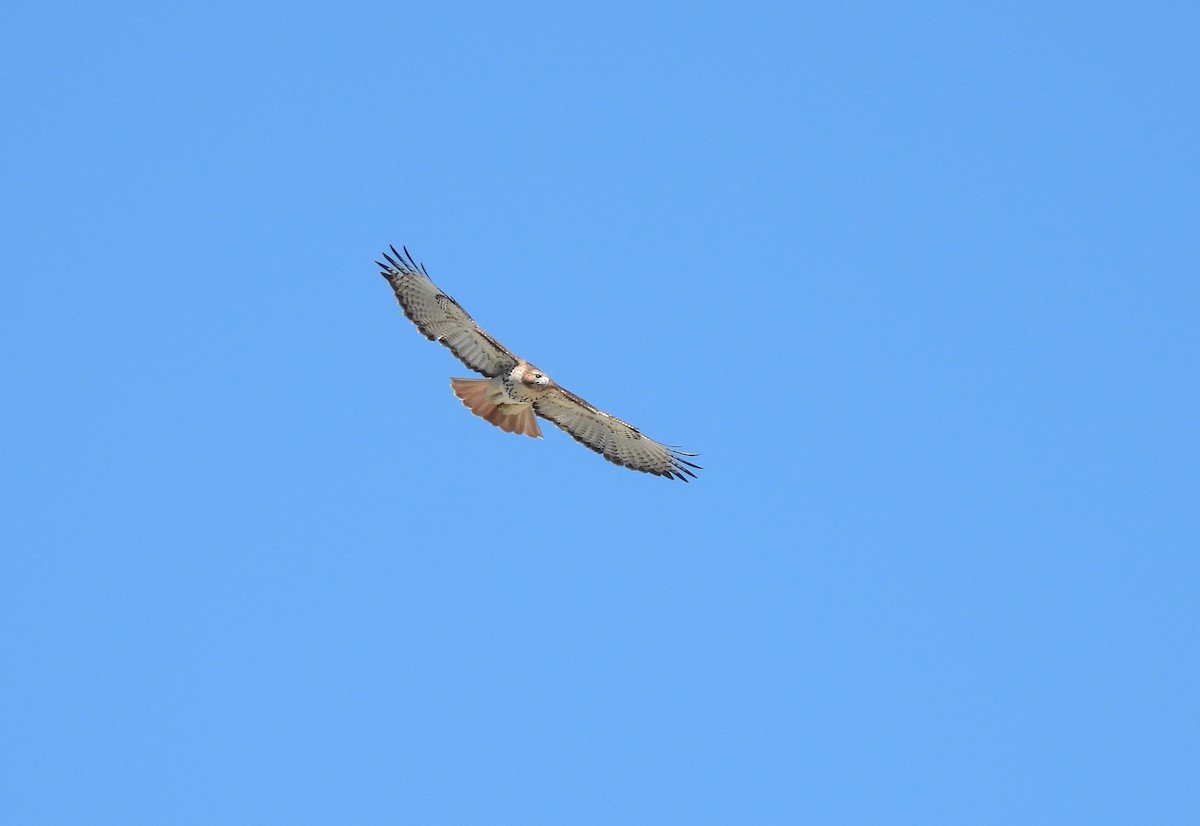 Red-tailed Hawk - ML612419036