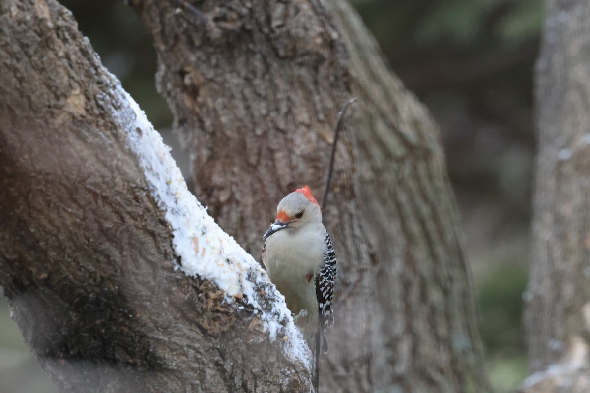 Red-bellied Woodpecker - ML612419291