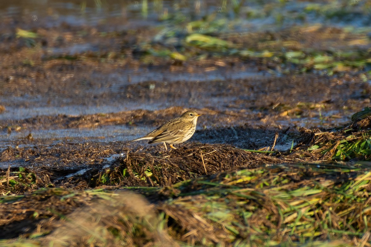 Meadow Pipit - ML612419336