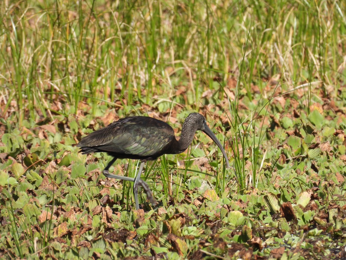 ibis hnědý - ML612419410