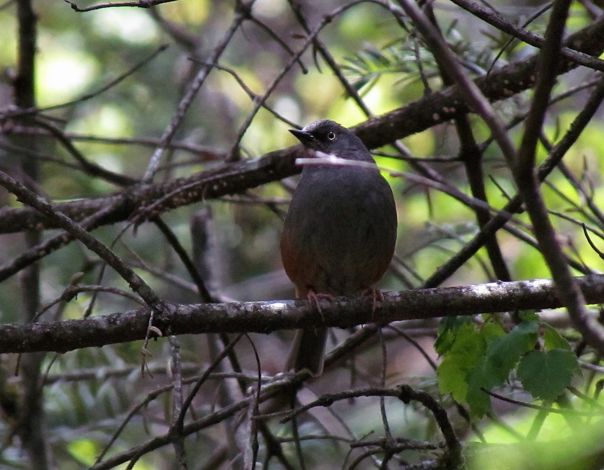 Maroon-backed Accentor - Jens Thalund