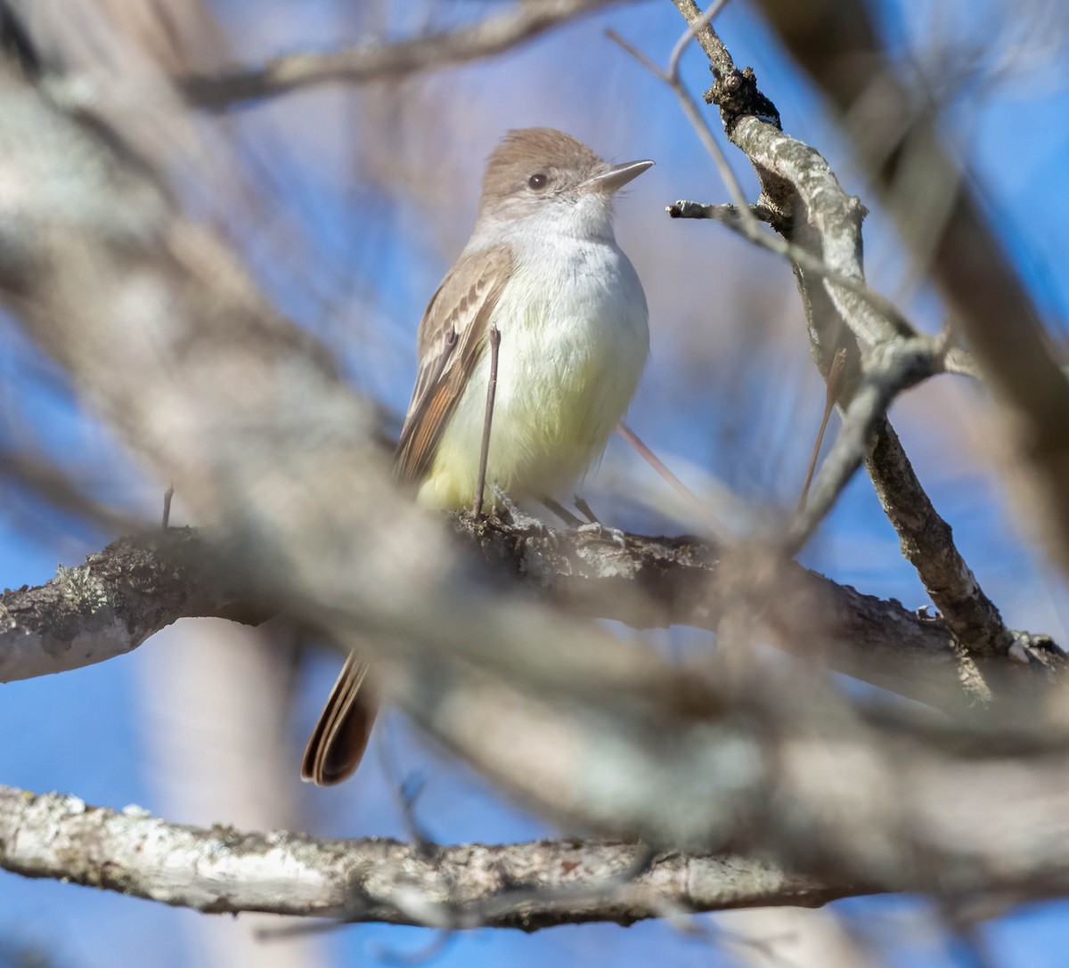 eBird Checklist - 19 Dec 2023 - Yanahli WMA--Yanahli Park - 14 species