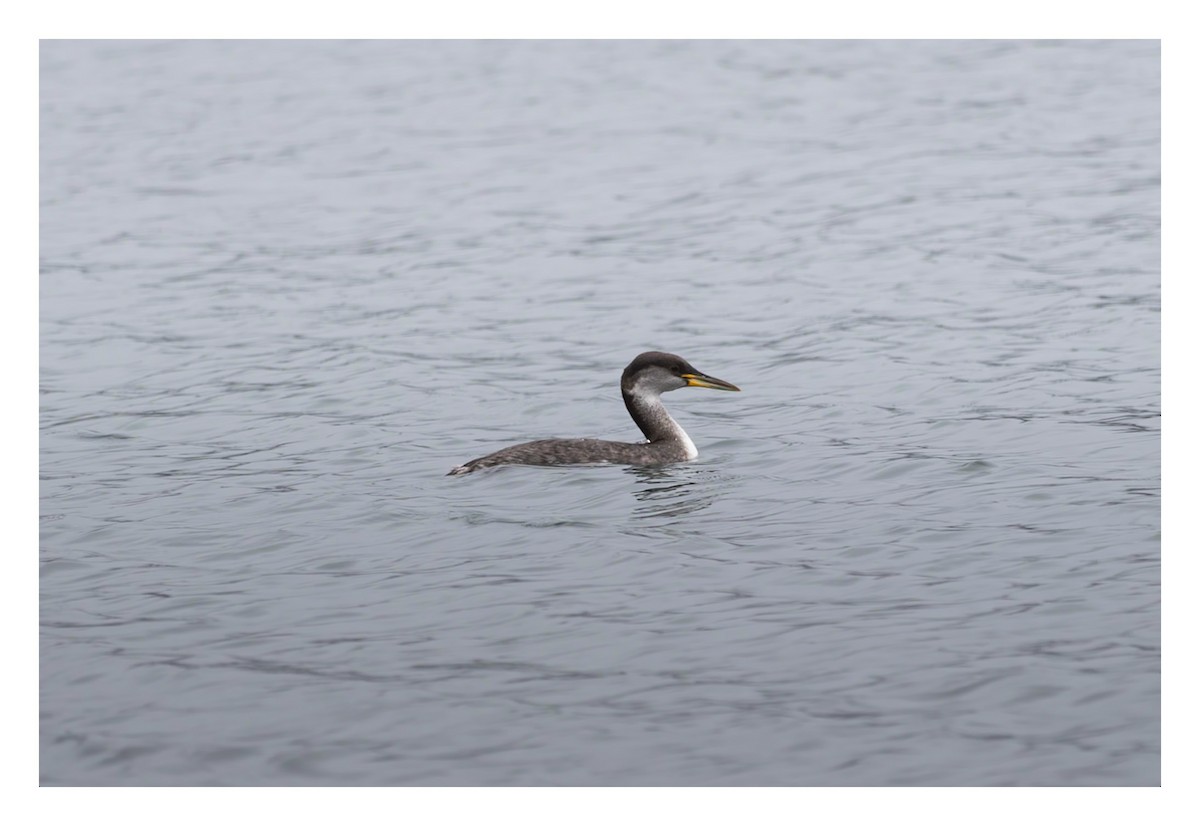 Red-necked Grebe - ML612419848