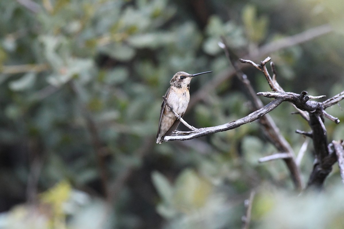 Broad-tailed Hummingbird - ML612420059