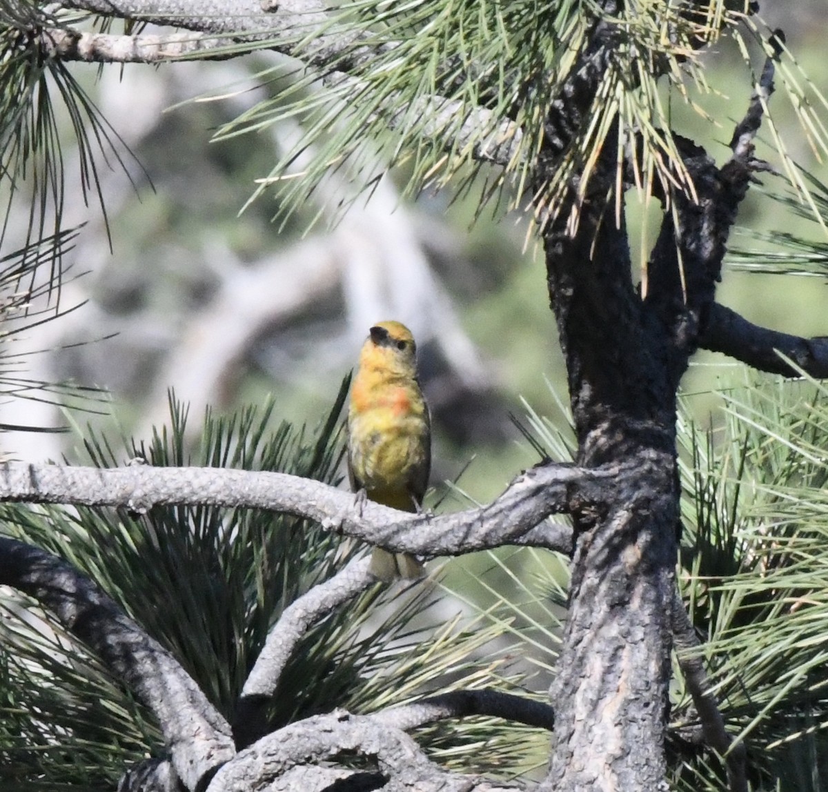 Western Tanager - ML612420065
