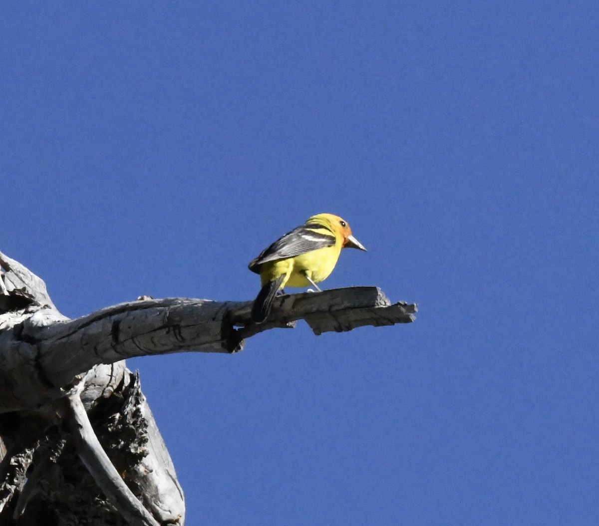 Western Tanager - ML612420066