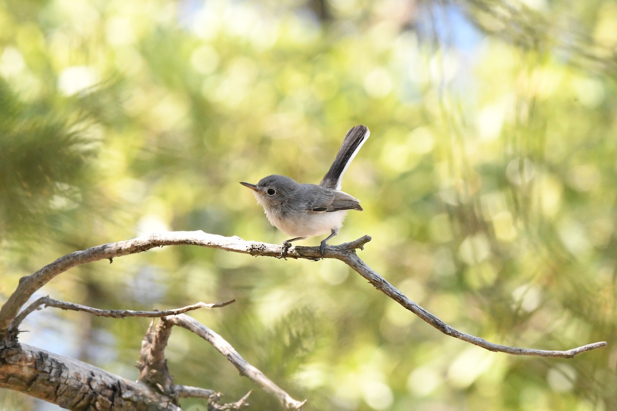 Blue-gray Gnatcatcher (obscura Group) - ML612420138