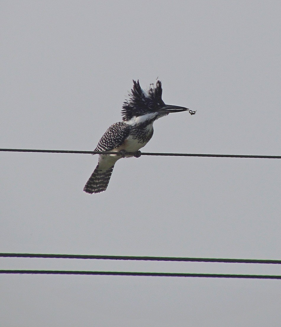 Crested Kingfisher - ML612420181
