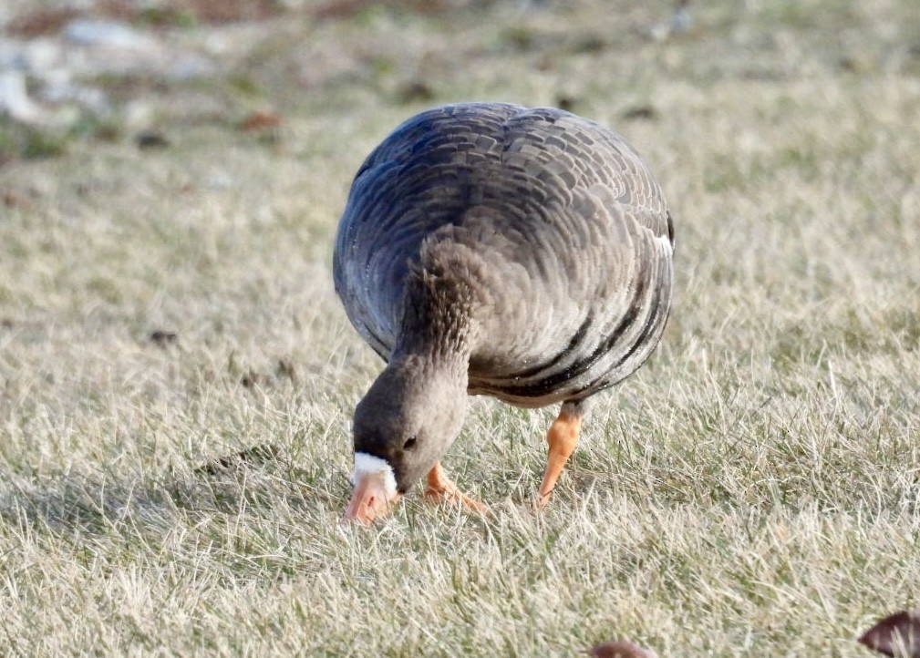Greater White-fronted Goose - ML612420327
