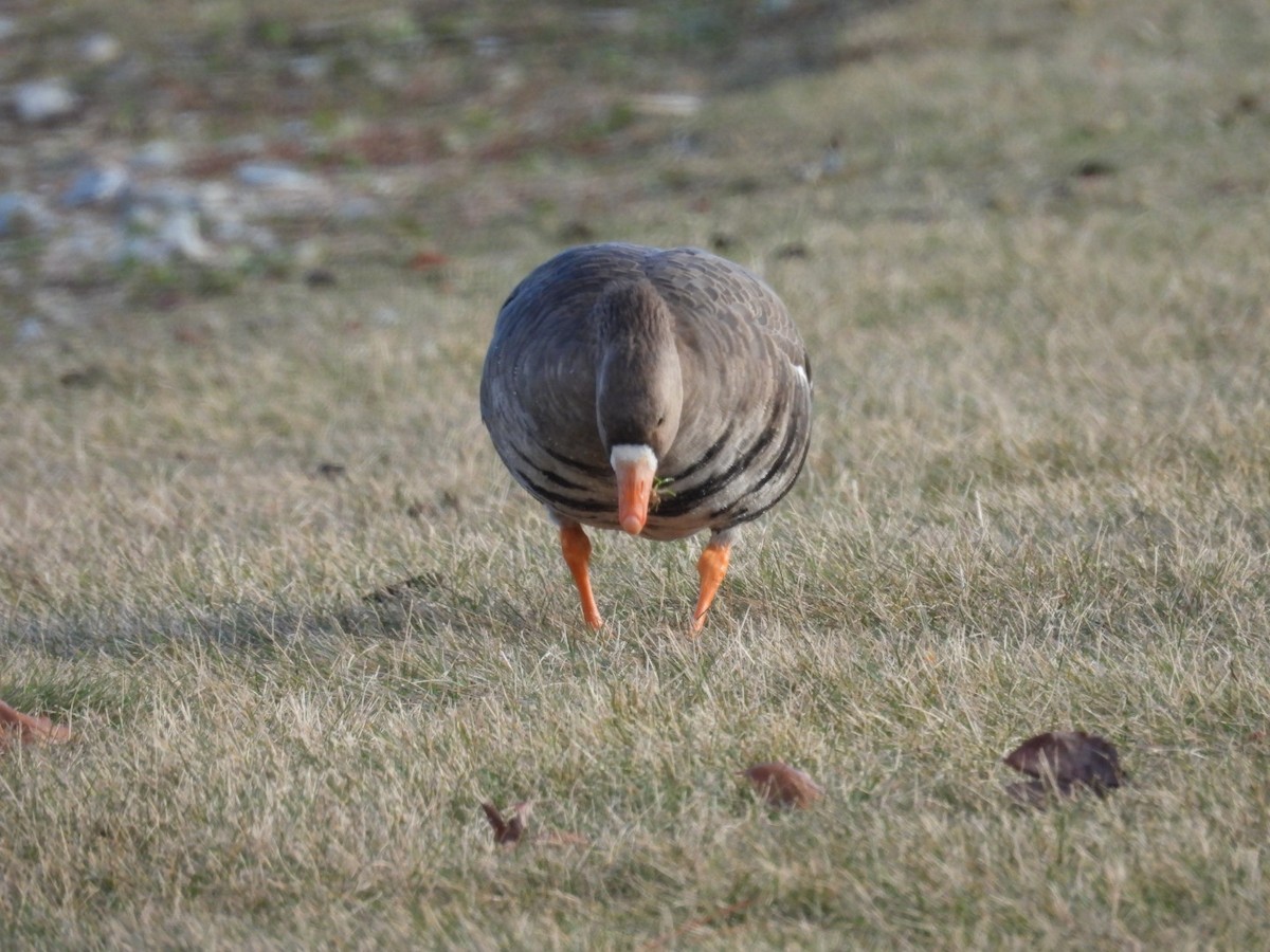 Greater White-fronted Goose - Lois Rockhill