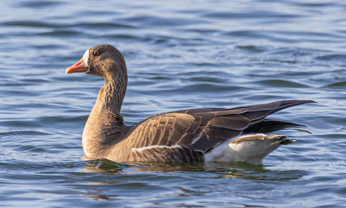 Greater White-fronted Goose - ML612420462