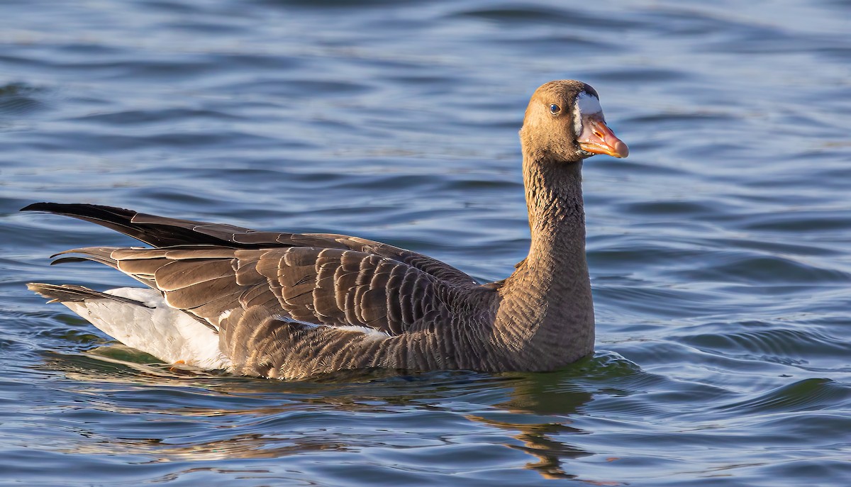 Greater White-fronted Goose - ML612420492