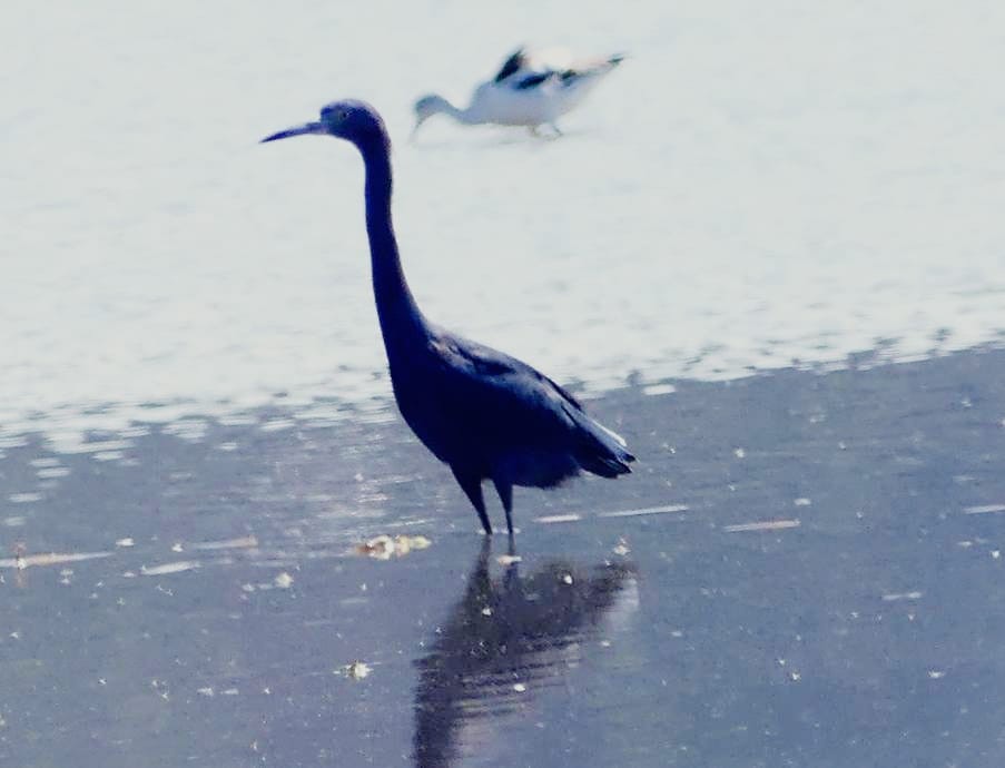 Little Blue Heron - Guadalupe Esquivel Uribe