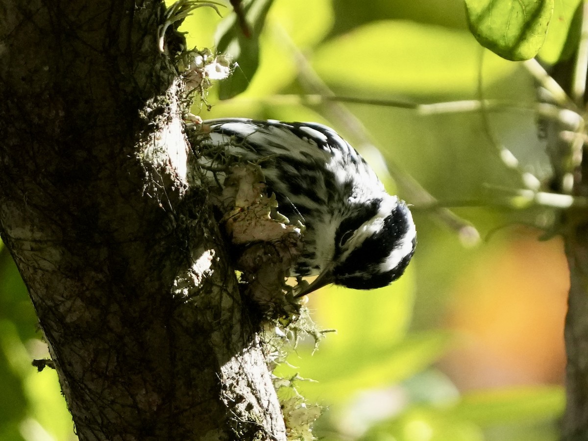 Black-and-white Warbler - ML612420745