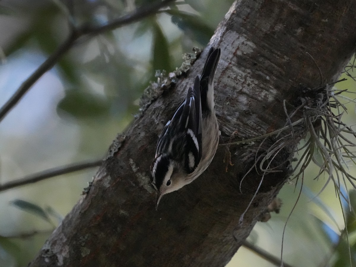 Black-and-white Warbler - ML612420749