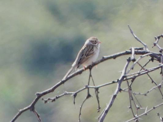 Clay-colored Sparrow - ML612420886