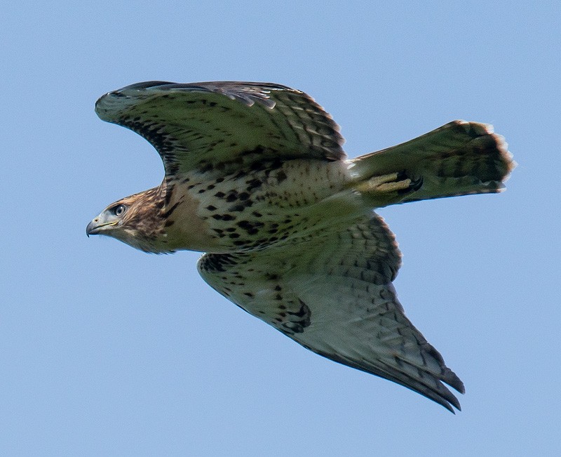 Red-tailed Hawk - Mike Bailey