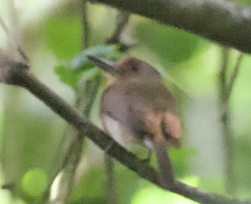 Fulvous-chinned Nunlet - ML612421057
