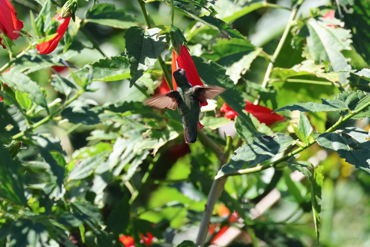 Ruby-throated Hummingbird - ML612421084