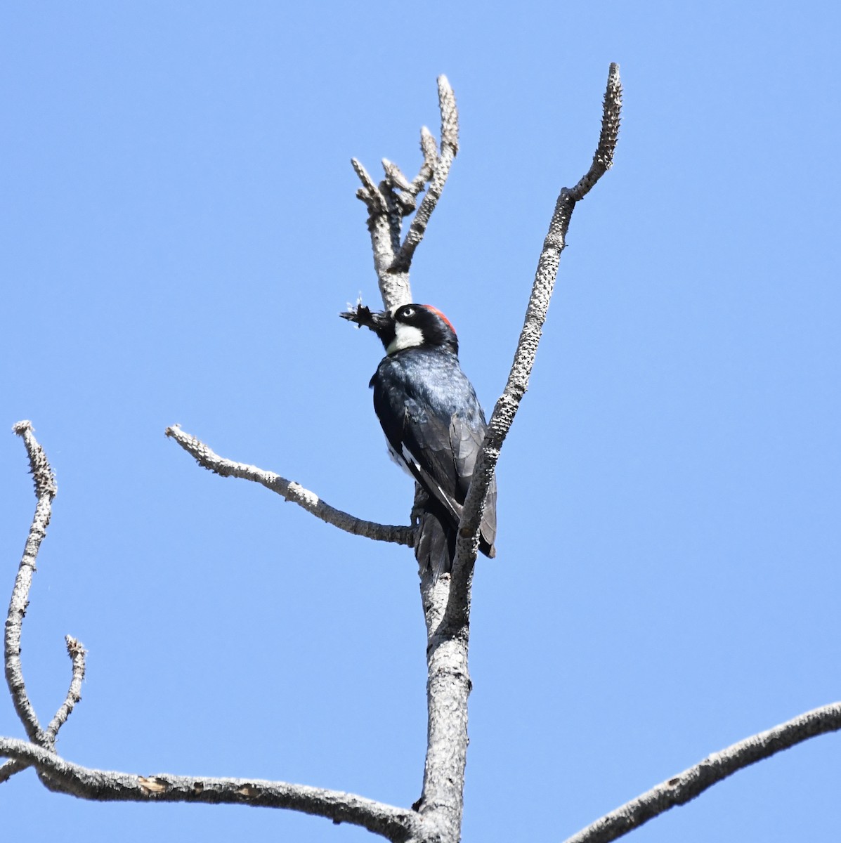 Acorn Woodpecker (Acorn) - ML612421353