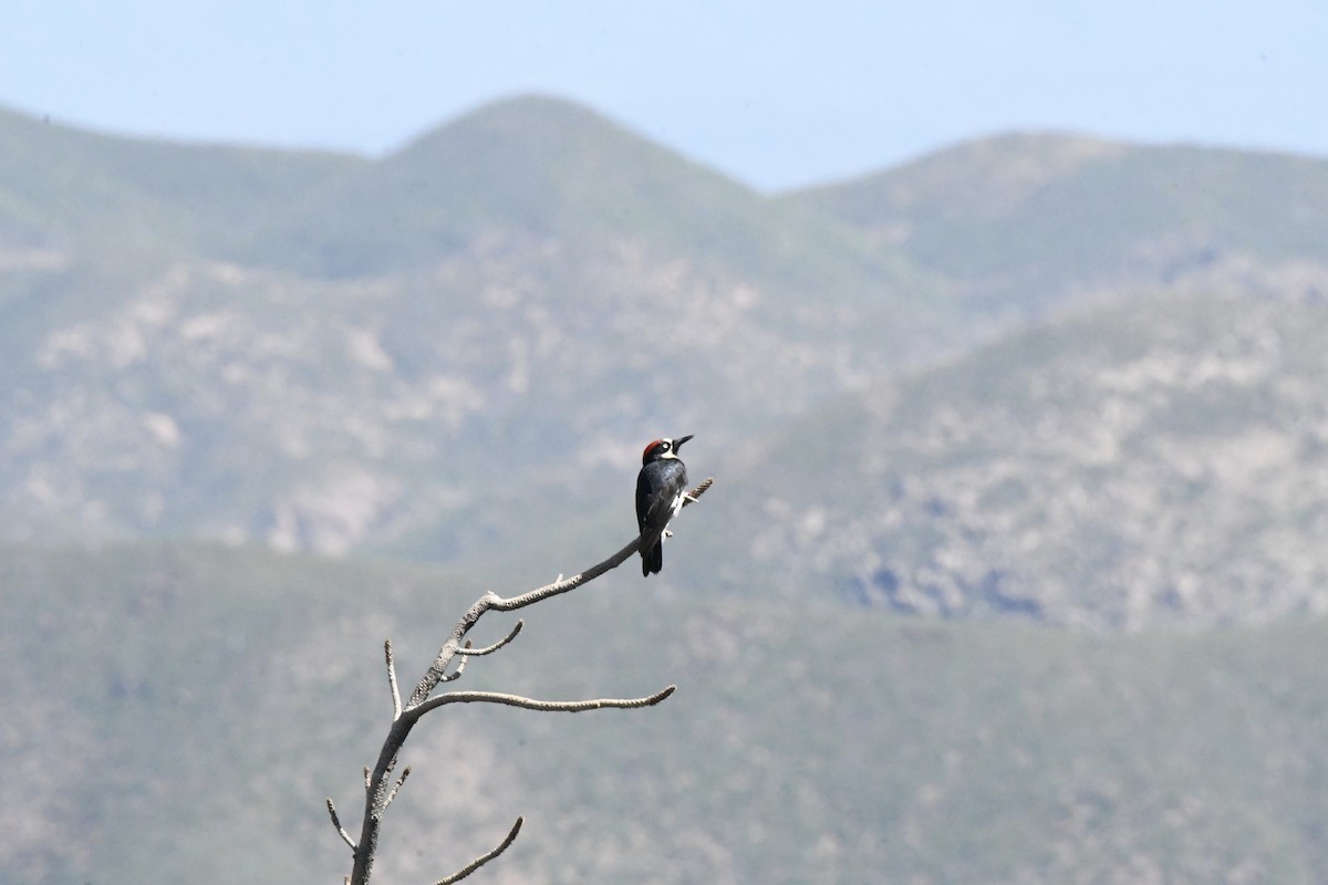 Acorn Woodpecker (Acorn) - ML612421354