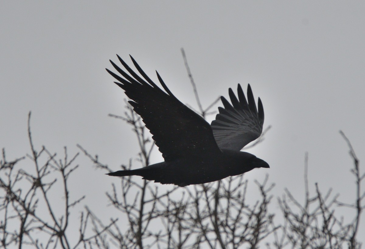 Common Raven - ML612421472