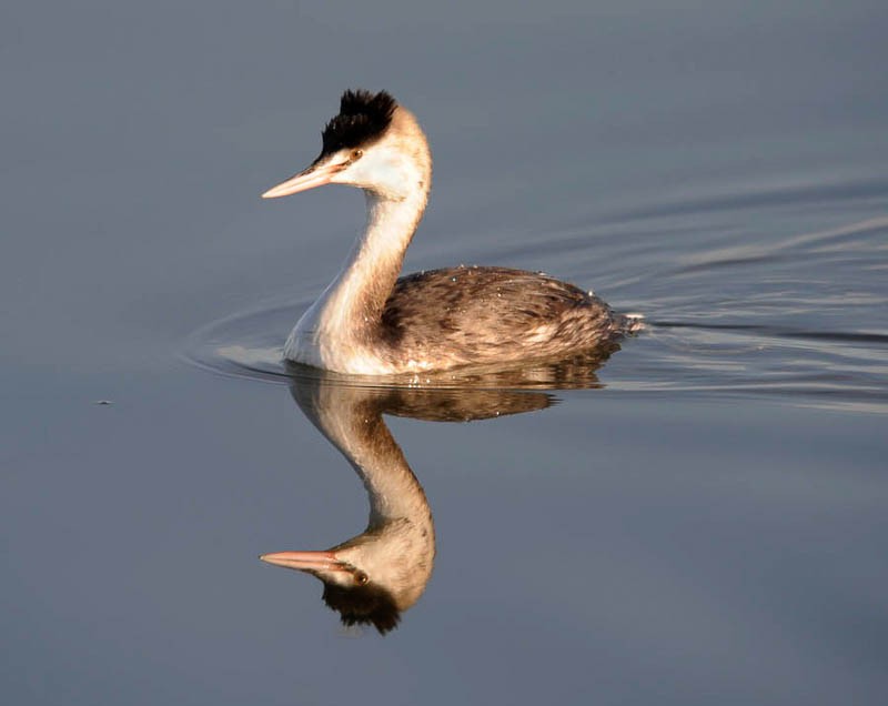 Great Crested Grebe - ML612421697