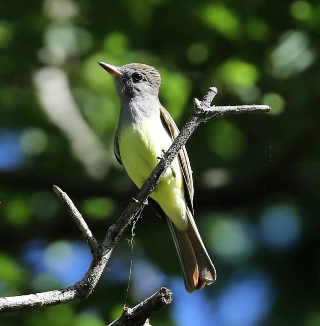 Great Crested Flycatcher - ML612422056