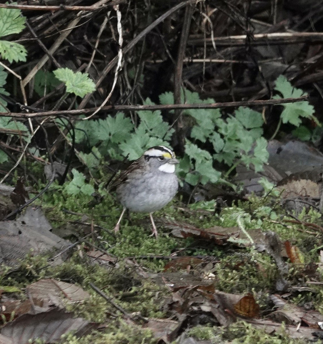 White-throated Sparrow - ML612422296
