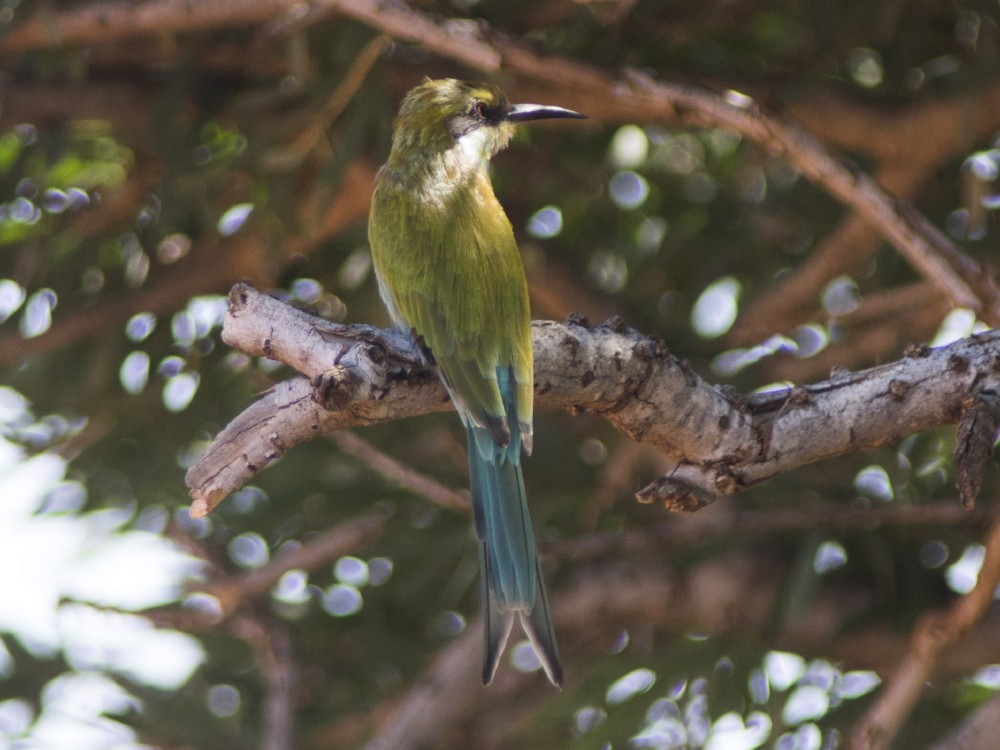Swallow-tailed Bee-eater - ML612422528