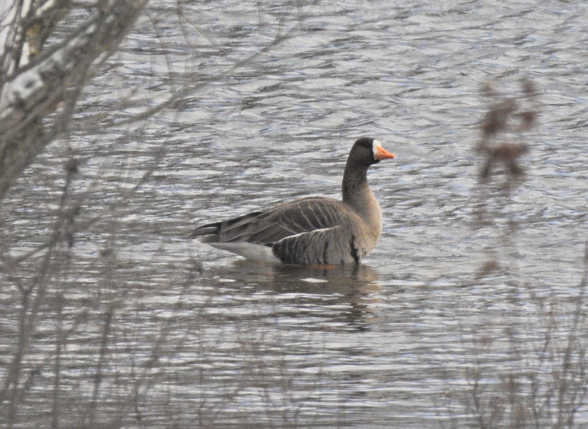 Greater White-fronted Goose - ML612422779
