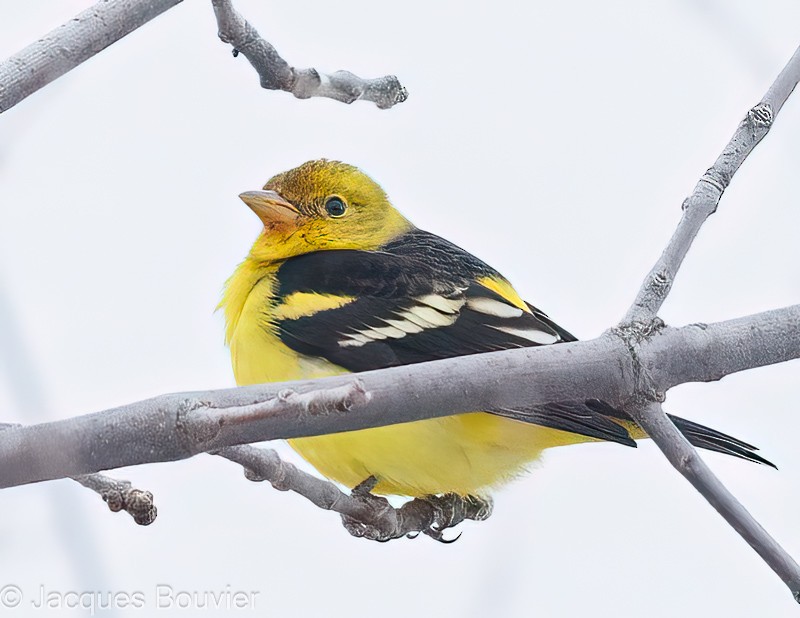 Western Tanager - ML612423126