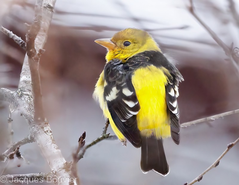 Western Tanager - ML612423127