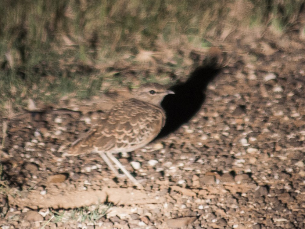 Double-banded Courser - ML612423140