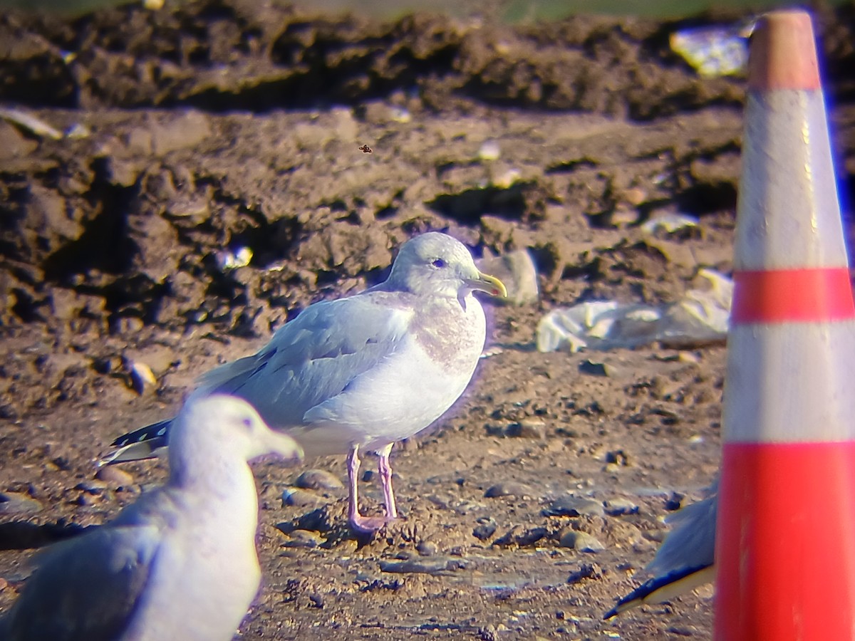 eBird Checklist 19 Dec 2023 Asotin County Regional Landfill 10