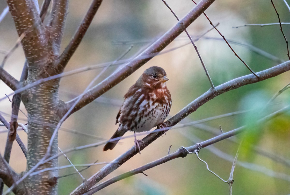 Fox Sparrow (Red) - ML612423397