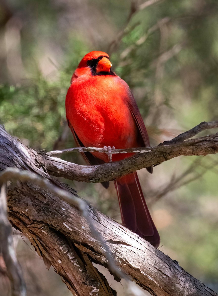 Northern Cardinal - Steve Coggin