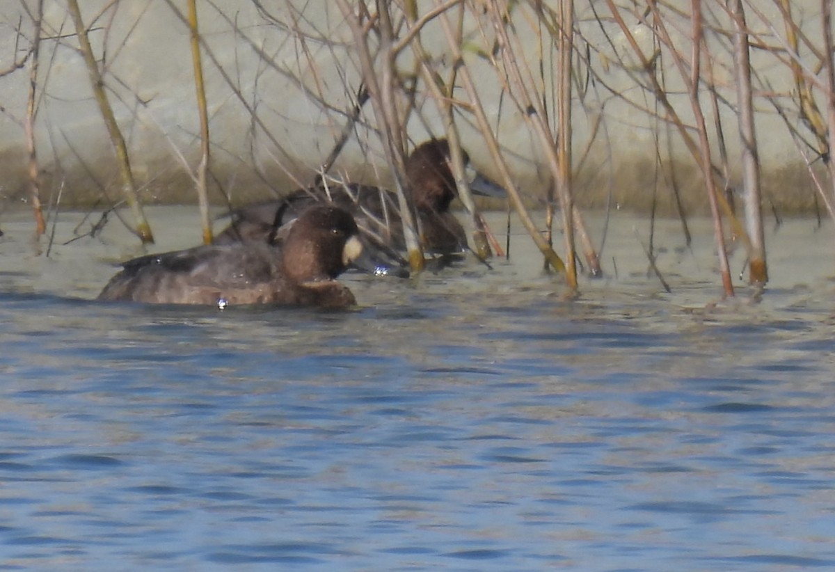 Greater Scaup - ML612423453