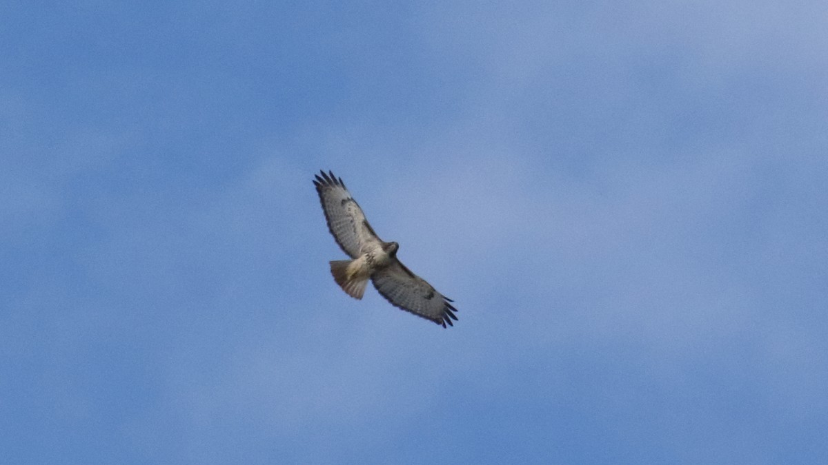 Red-tailed Hawk - ML612423884